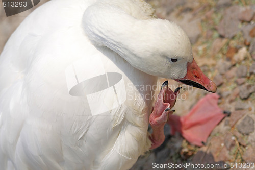 Image of Goose