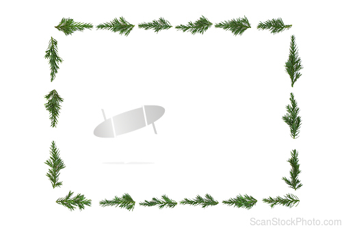 Image of Juniper Fir Winter Christmas Background Frame