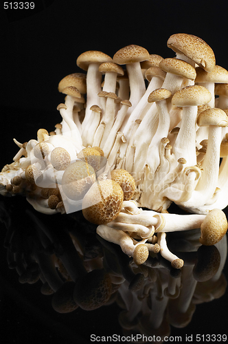 Image of mushrooms