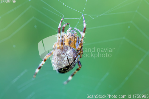 Image of common cross spider sitting grass