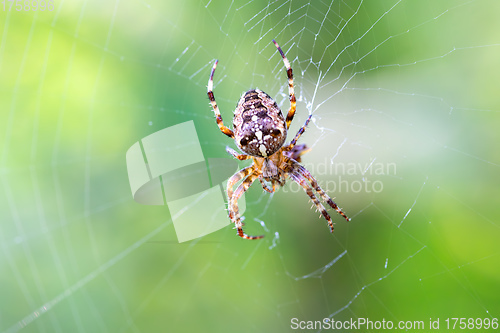 Image of common cross spider sitting grass