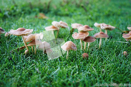 Image of Marasmius oreades Mushroom in Grass