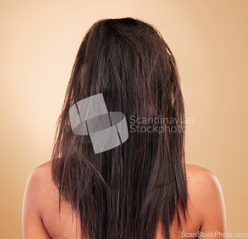 Image of Damaged, hair and back of messy woman in studio, background or haircare for tangled, brittle or frizzy hairstyle. Repair, beauty and person in salon or spa for treatment to restore healthy texture