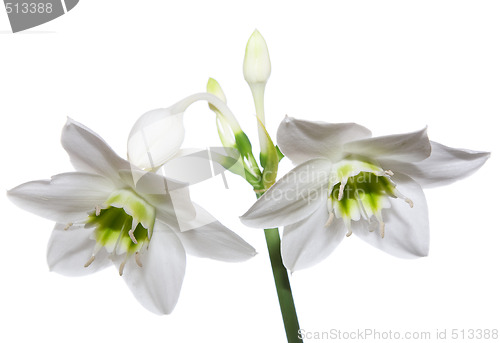 Image of Amaryllis