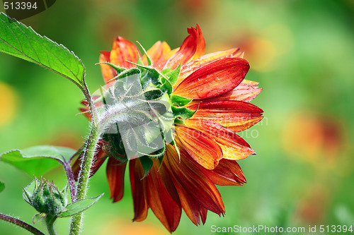 Image of Red sunflower