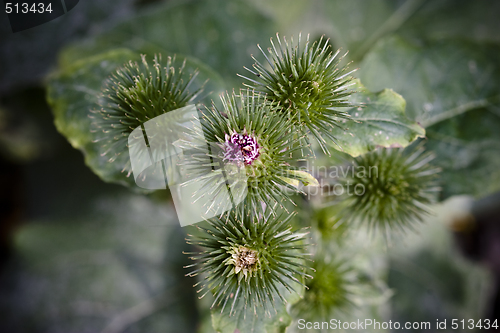 Image of spikey thistle plant