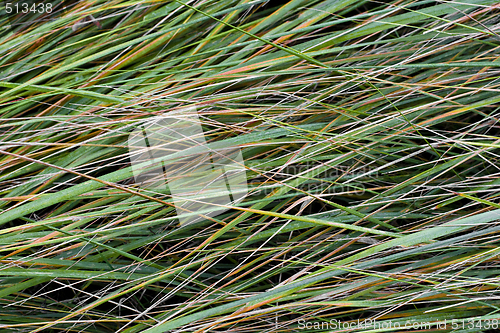 Image of green grass background