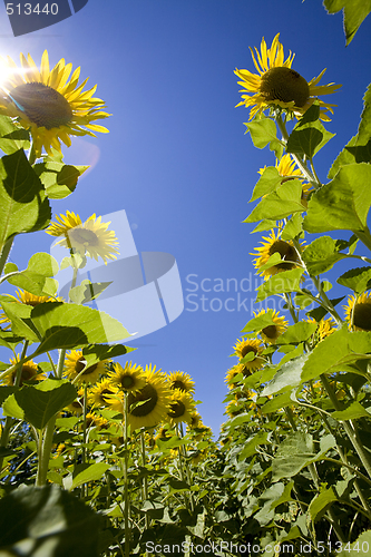 Image of growing sunflowers in field