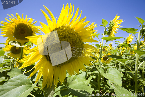 Image of sunflowers growing in field