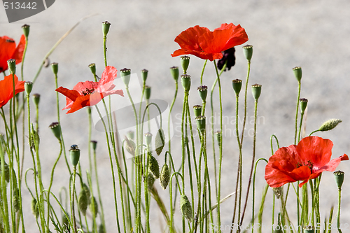 Image of red poppies in bloom