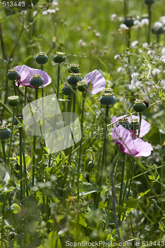 Image of opium poppies growing wild in field