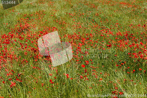 Image of field of red poppies