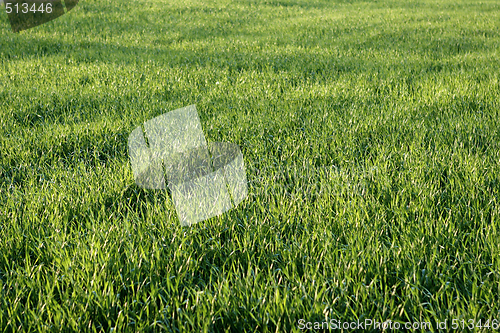 Image of green grass background