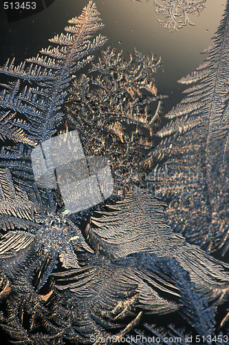 Image of Ice roses