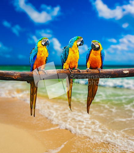 Image of Blue-and-Yellow Macaw parrots on beach