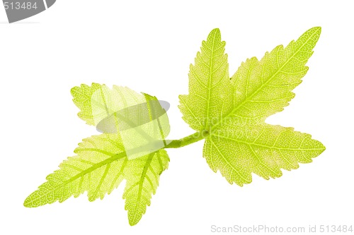 Image of Maple Leaves