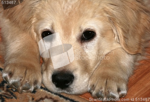 Image of Golden Retriever Puppy