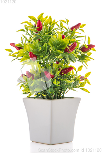 Image of Small decorative chilli pepper plant