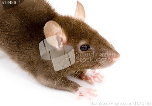 Image of Brown Rat