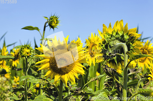 Image of sunflowers in summer