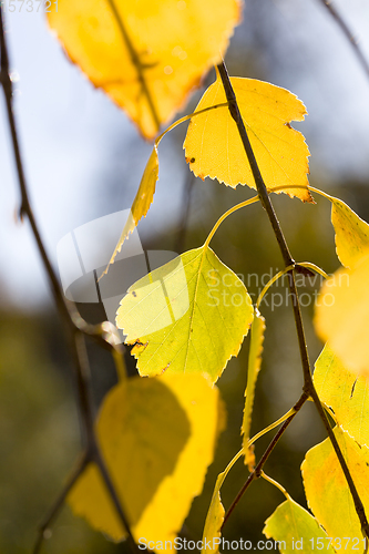 Image of yellowed leaves of trees