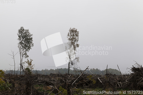 Image of deciduous trees