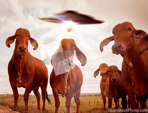 Image of Ufo, cows and field with farm abduction, spaceship and contact with light beam, futuristic and science fiction. Cattle, alien invasion and extraterrestrial with galaxy mission, fantasy or countryside