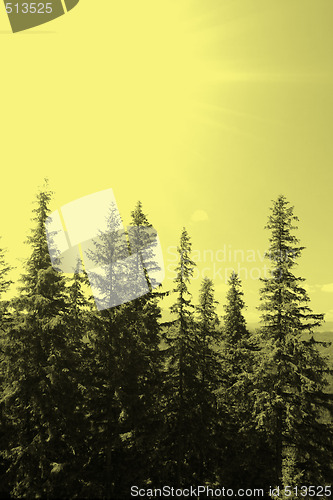 Image of Forest landscape