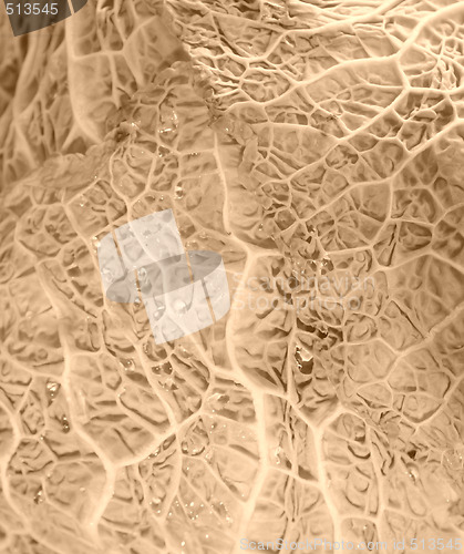 Image of Green cabbage vegetable