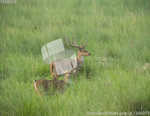 Image of Sika or spotted deers herd in the elephant grass