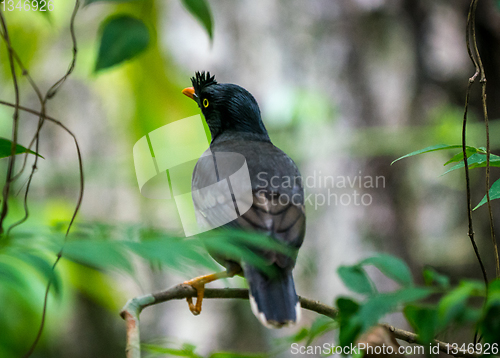 Image of jungle myna bird wildlife photo