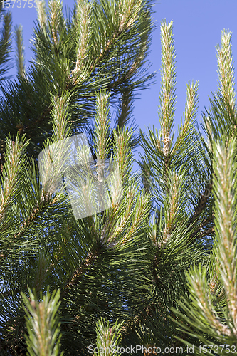 Image of pine tree