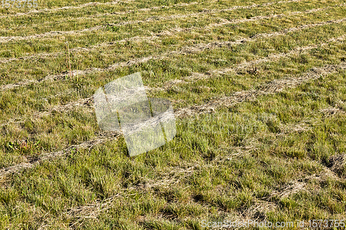 Image of beveled grass