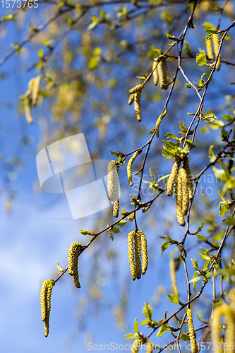 Image of birch tree