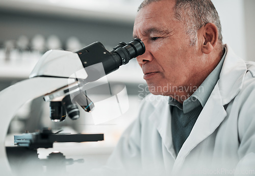 Image of Microscope, senior man or chemistry with research, medical or data analysis with pathology. Mature person, scientist or researcher with laboratory equipment, check sample or analytics with healthcare