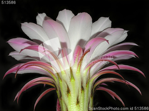 Image of Cactus bloom
