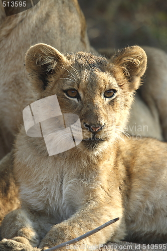 Image of Lion Cub