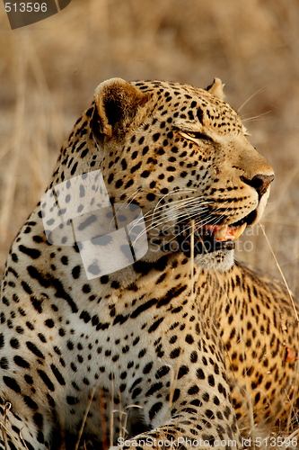 Image of Leopard 