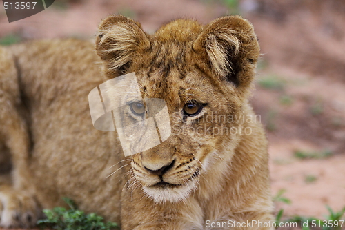 Image of Lion Cub