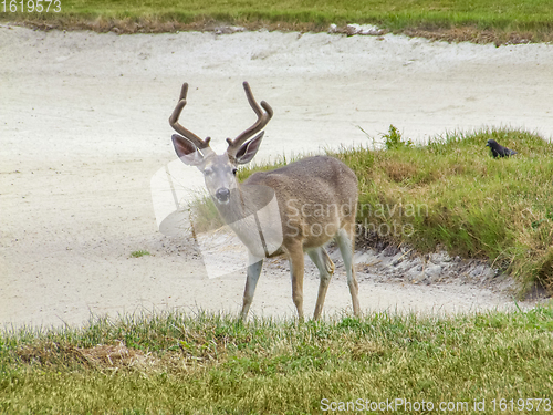 Image of deer in coastal ambiance