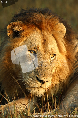 Image of Lion