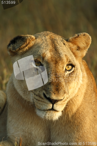 Image of Lioness