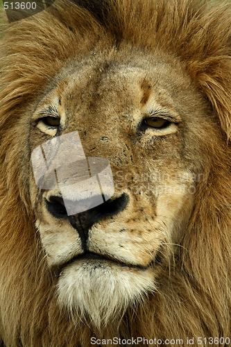 Image of Lion