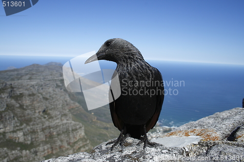 Image of Redwing starling