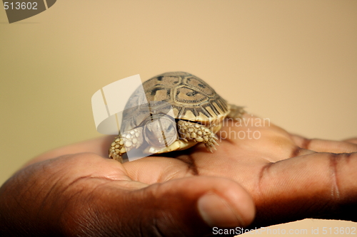 Image of Tortoise