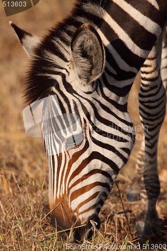 Image of Zebra