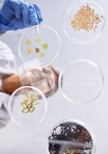 Image of Petri dish, sample and science, ecology and leaves with soil, agriculture and environment, scientist person and low angle. Research, sustainable and investigation, scientific test in lab and future