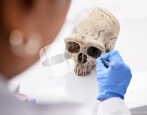 Image of Forensic, science and person with skull in lab to study, test or analyze anatomy for evidence, medical or history research. Human, dna and education of head, bones or body on table in laboratory