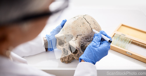 Image of Science, professional and person with skull in hand for analysis or research for medical history in laboratory. Anatomy, human skeleton and dna evidence of bone or head for forensic study or lab test