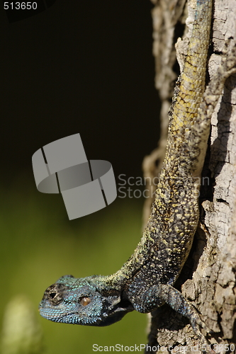 Image of Blueheaded lizard